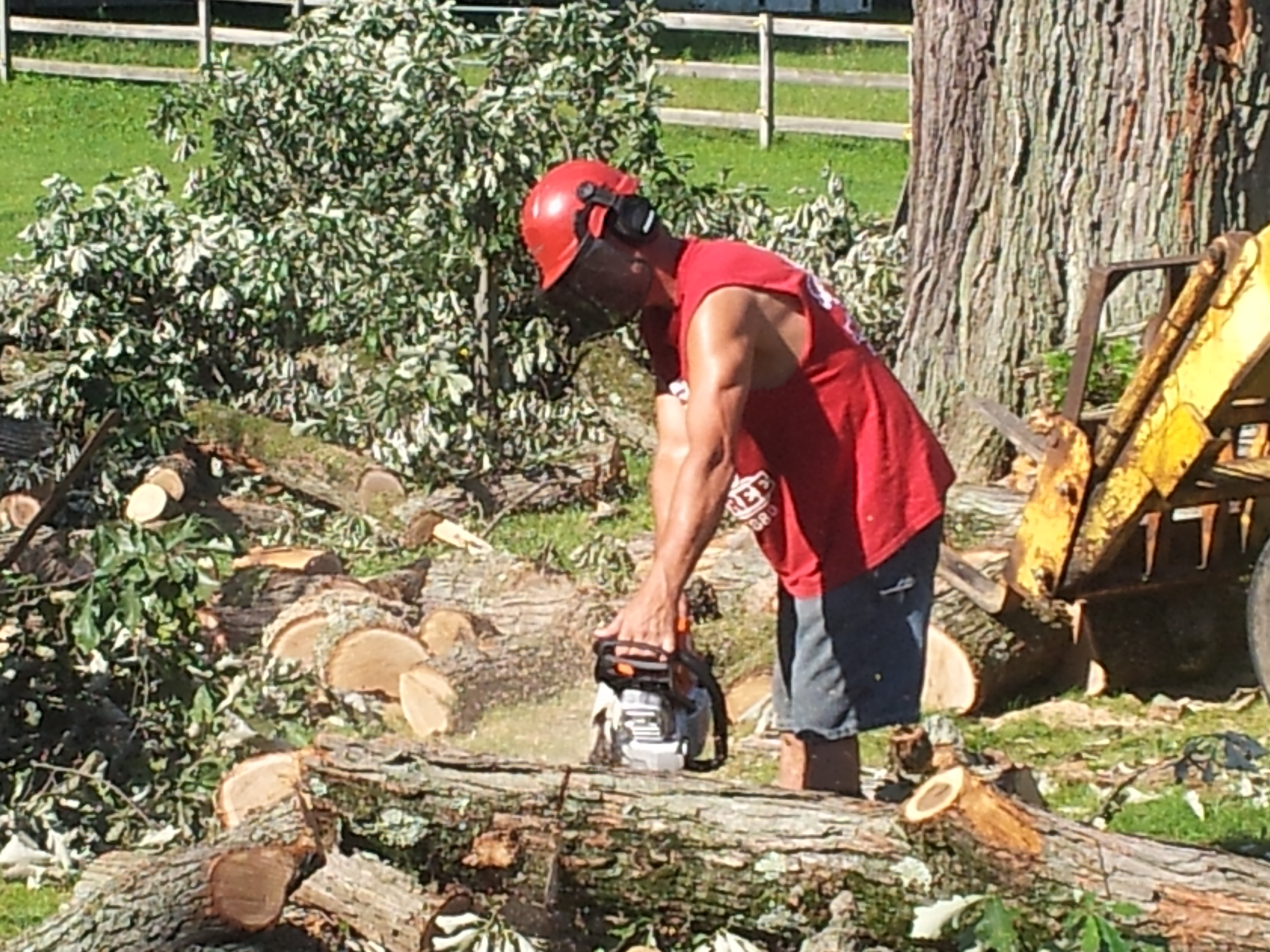 Arborist, Remove a Tree, Oakland County