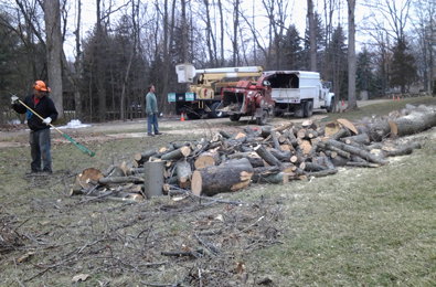 Tree Removal Services, Local Stump Removal Company, Novi, MI